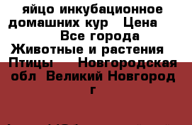 яйцо инкубационное домашних кур › Цена ­ 25 - Все города Животные и растения » Птицы   . Новгородская обл.,Великий Новгород г.